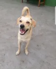 Cachorro raça Srd idade 1 ano nome Dudu
