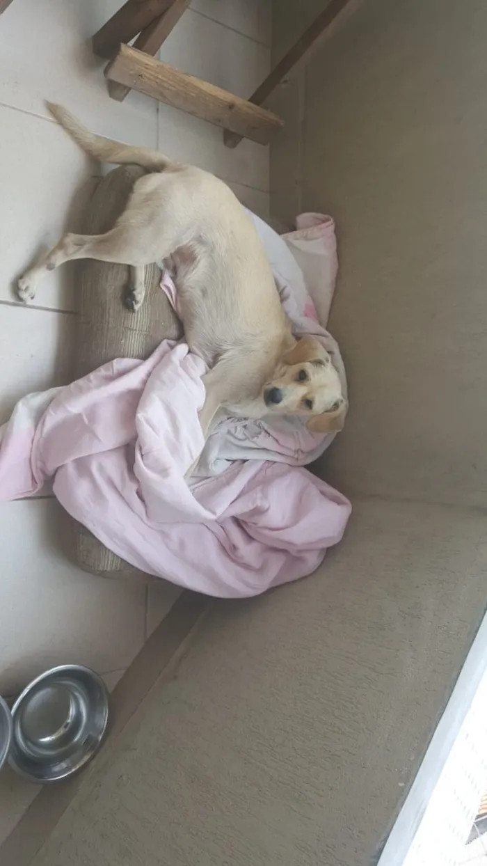 Cachorro raça Srd idade 1 ano nome Dudu