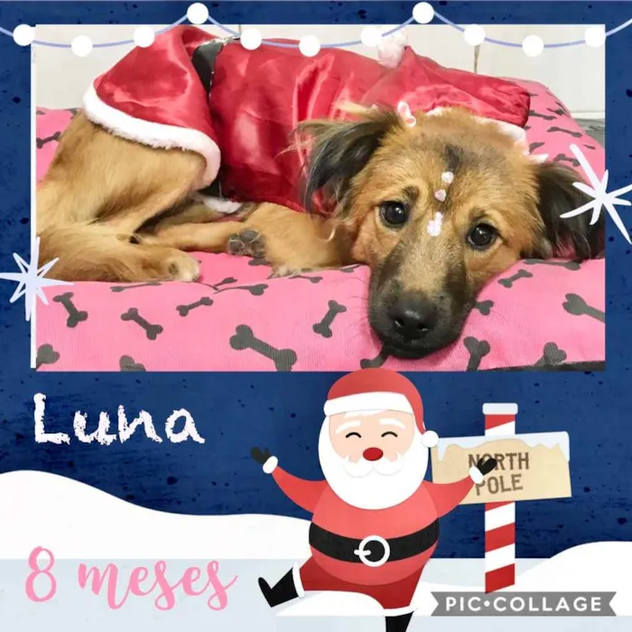 Cachorro ra a Srd idade 7 a 11 meses nome Luna