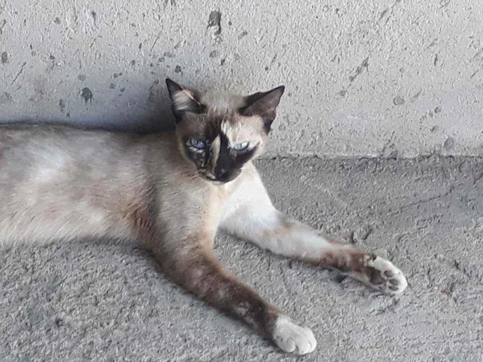 Gato ra a siamês idade 2 anos nome Menina