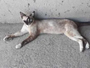 Gato raça siamês idade 2 anos nome Menina