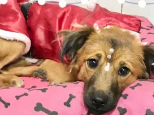 Cachorro raça Srd idade 7 a 11 meses nome Luna