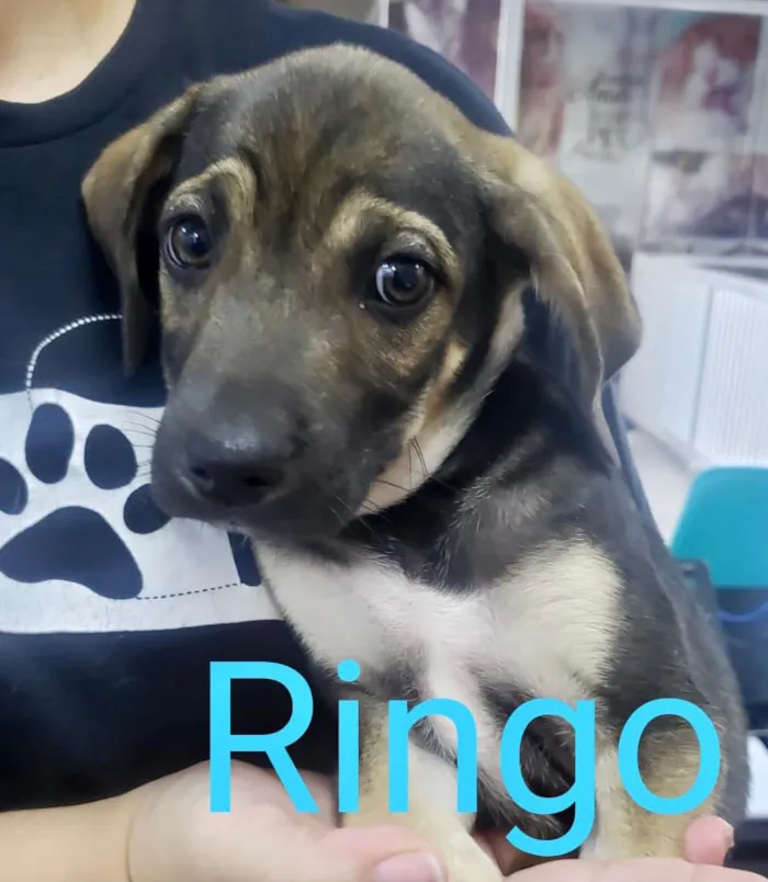 Cachorro ra a SDR idade 2 a 6 meses nome Ringo