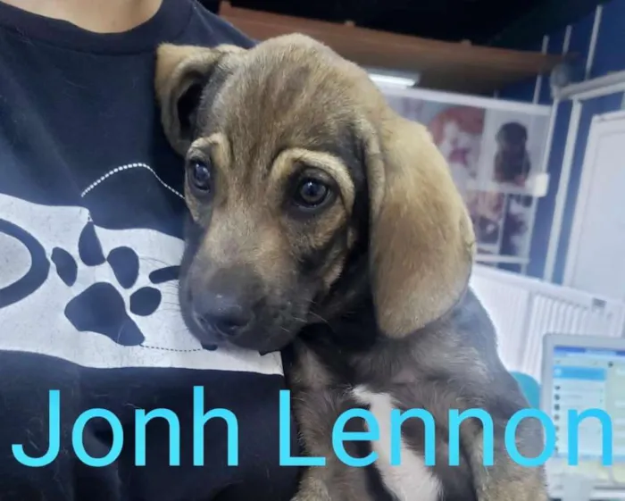 Cachorro ra a SDR idade Abaixo de 2 meses nome Jonh Lennon