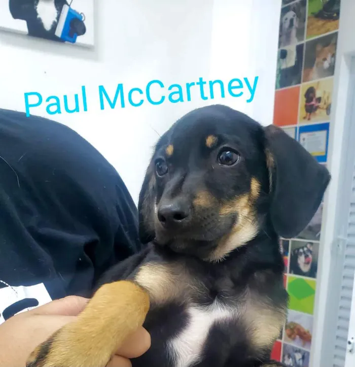 Cachorro ra a SRD-ViraLata idade 2 a 6 meses nome Paul McCaertney