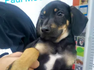 Cachorro raça SRD-ViraLata idade 2 a 6 meses nome Paul McCaertney