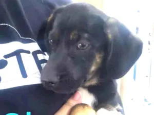 Cachorro raça SRD-ViraLata idade  nome Cher