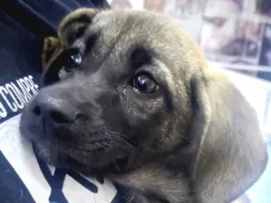 Cachorro raça SRD-ViraLata idade  nome George