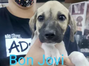 Cachorro raça SRD idade 2 a 6 meses nome Bon Jovi