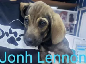 Cachorro raça SDR idade Abaixo de 2 meses nome Jonh Lennon
