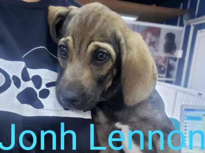 Cachorro ra a SDR idade Abaixo de 2 meses nome Jonh Lennon