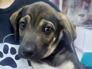 Cachorro raça SDR idade 2 a 6 meses nome Ringo