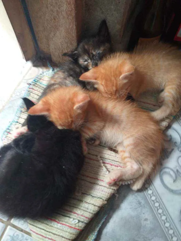 Gato ra a  idade Abaixo de 2 meses nome Sem sao filhotes