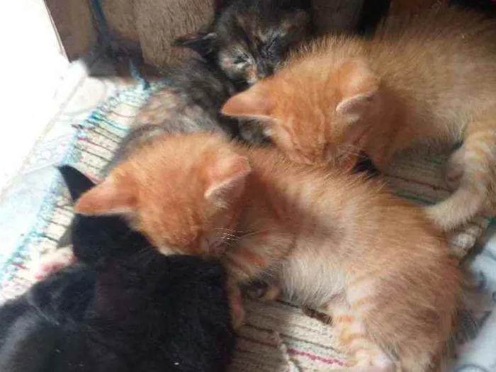 Gato ra a  idade Abaixo de 2 meses nome Sem sao filhotes