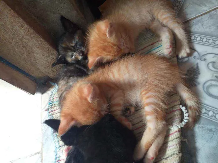 Gato ra a  idade Abaixo de 2 meses nome Sem sao filhotes