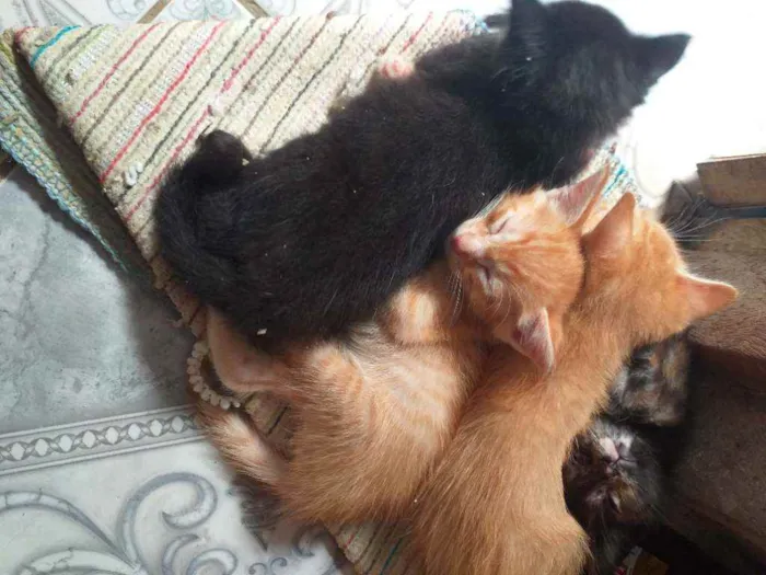 Gato ra a  idade Abaixo de 2 meses nome Sem sao filhotes