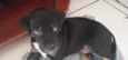cachorro/ pretinho