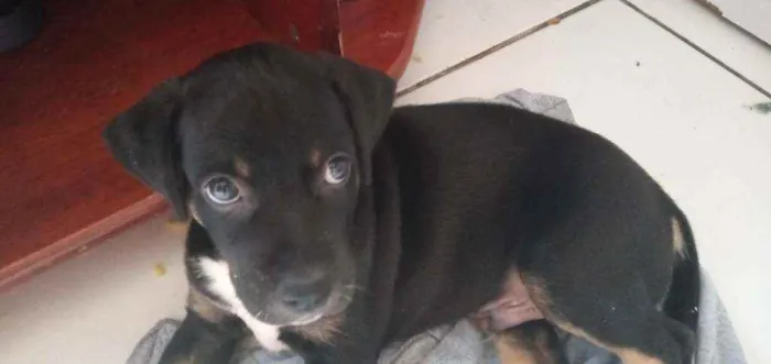 Cachorro raça Basset idade 2 a 6 meses nome cachorro/ pretinho