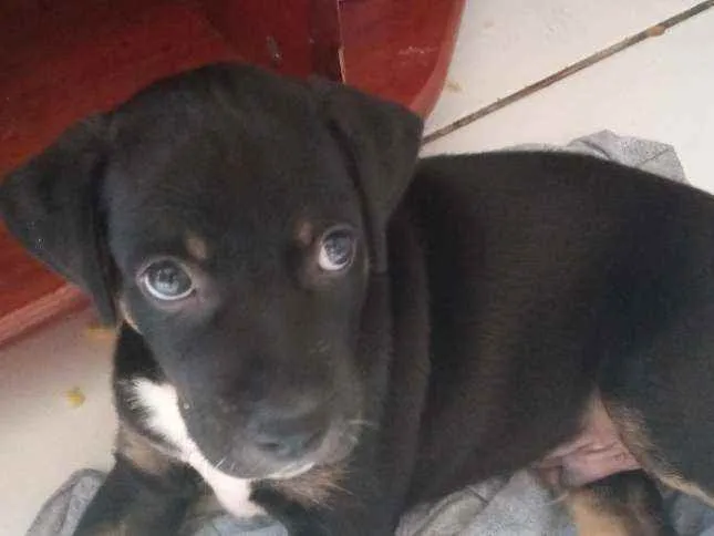 Cachorro raça Basset idade 2 a 6 meses nome cachorro/ pretinho