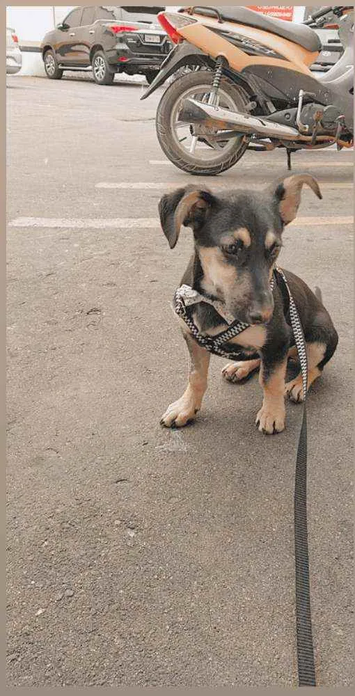 Cachorro ra a Vira lata idade 7 a 11 meses nome Slinky