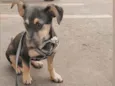 Slinky