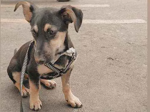 Cachorro ra a Vira lata idade 7 a 11 meses nome Slinky