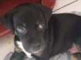 cachorro/ pretinho