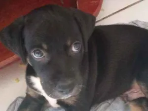Cachorro raça Basset idade 2 a 6 meses nome cachorro/ pretinho