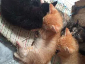 Gato raça  idade Abaixo de 2 meses nome Sem sao filhotes