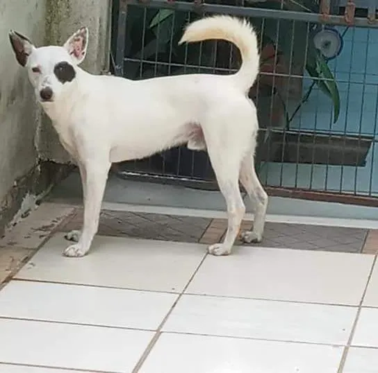 Cachorro ra a Vira lata idade 3 anos nome Panda