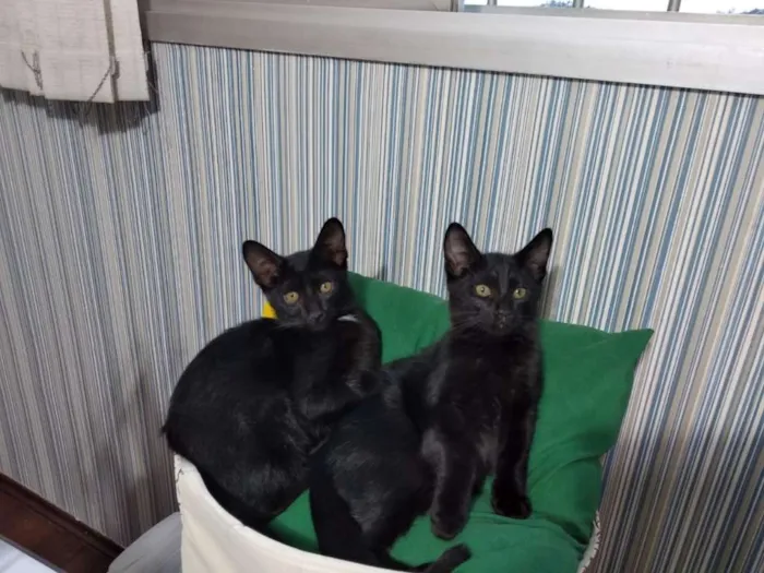 Gato raça Sem taça definida idade Abaixo de 2 meses nome Sem nome