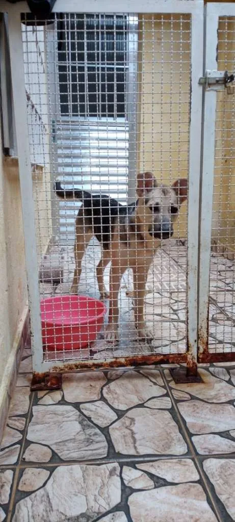 Cachorro ra a Mestiço de pastor idade 1 ano nome Bob