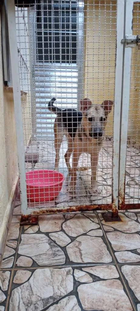 Cachorro ra a Mestiço de pastor idade 1 ano nome Bob