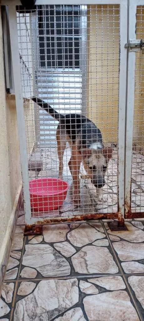 Cachorro ra a Mestiço de pastor idade 1 ano nome Bob