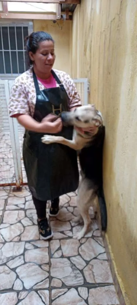 Cachorro ra a Mestiço de pastor idade 1 ano nome Bob