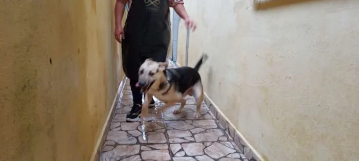 Cachorro ra a Mestiço de pastor idade 1 ano nome Bob