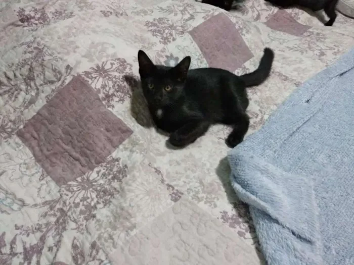Gato raça Sem raça definida idade Abaixo de 2 meses nome Sem nome