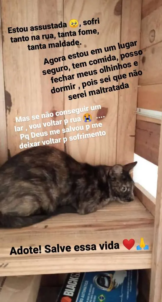 Gato raça Sem raça definida idade Abaixo de 2 meses nome Sem nome