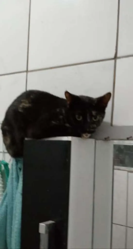 Gato raça Sem raça definida idade Abaixo de 2 meses nome Sem nome