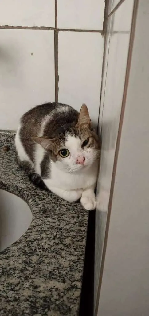 Gato raça Sem raça definida idade Abaixo de 2 meses nome Sem nome