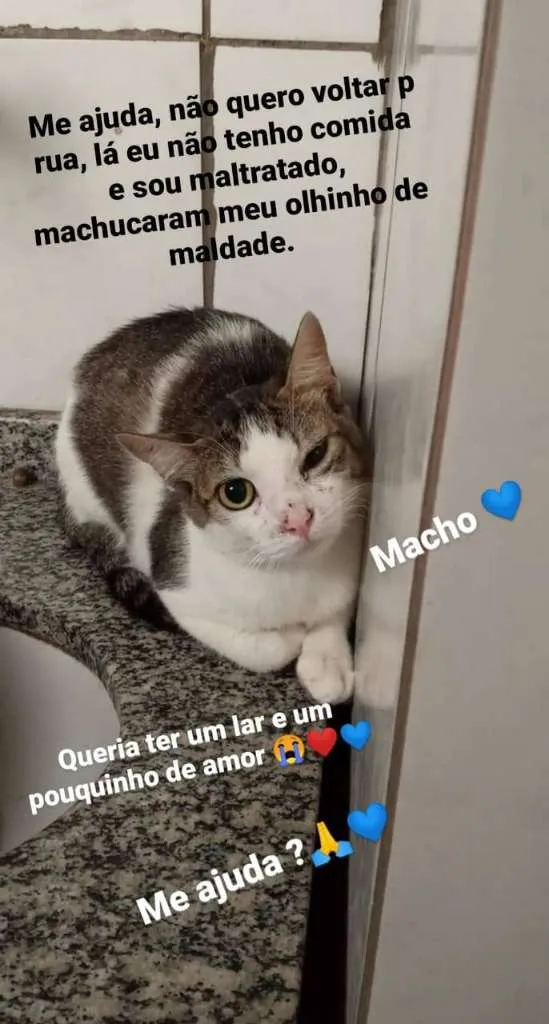 Gato raça Sem raça definida idade Abaixo de 2 meses nome Sem nome