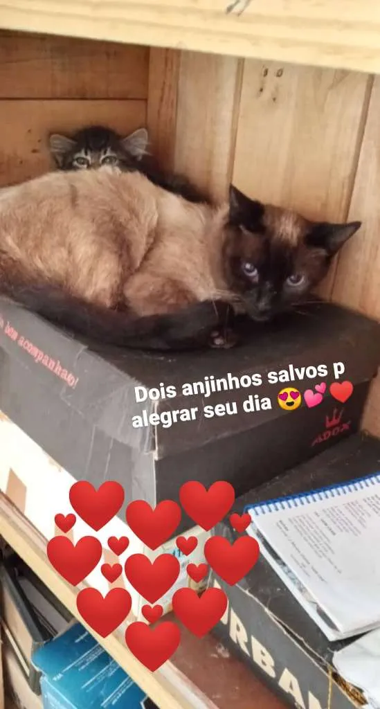 Gato raça Sem raça definida idade Abaixo de 2 meses nome Sem nome
