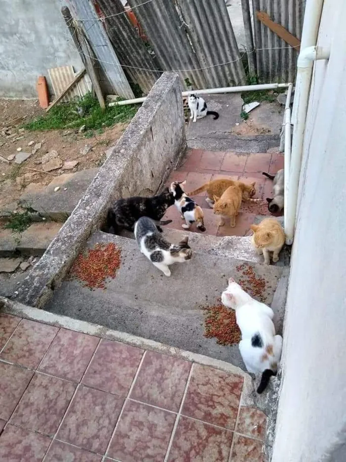 Gato raça Sem raça definida idade Abaixo de 2 meses nome Sem nome