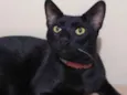 MORCEGUINHO