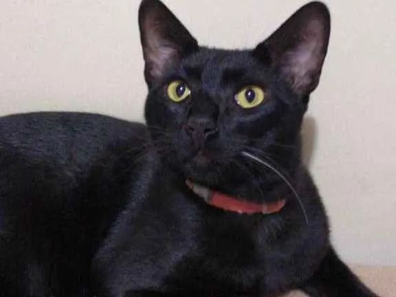 Gato raça SRD idade 7 a 11 meses nome MORCEGUINHO