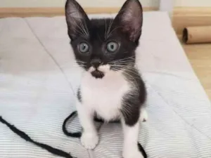 Gato raça SRD-ViraLata idade 2 a 6 meses nome Arabela