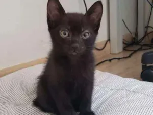 Gato raça SRD-ViraLata idade 2 a 6 meses nome Gaspar
