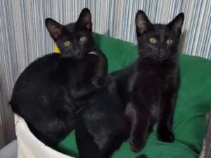 Gato raça Sem raça definida idade Abaixo de 2 meses nome Sem nome