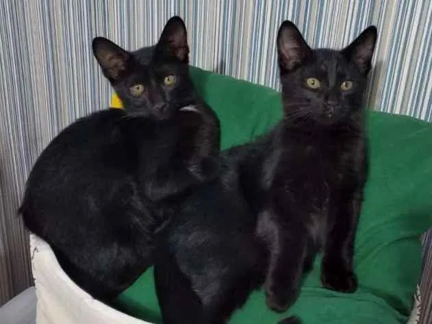 Gato raça Sem raça definida idade Abaixo de 2 meses nome Sem nome