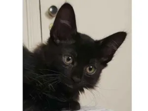 Gato raça SRD-ViraLata idade 2 a 6 meses nome Benito